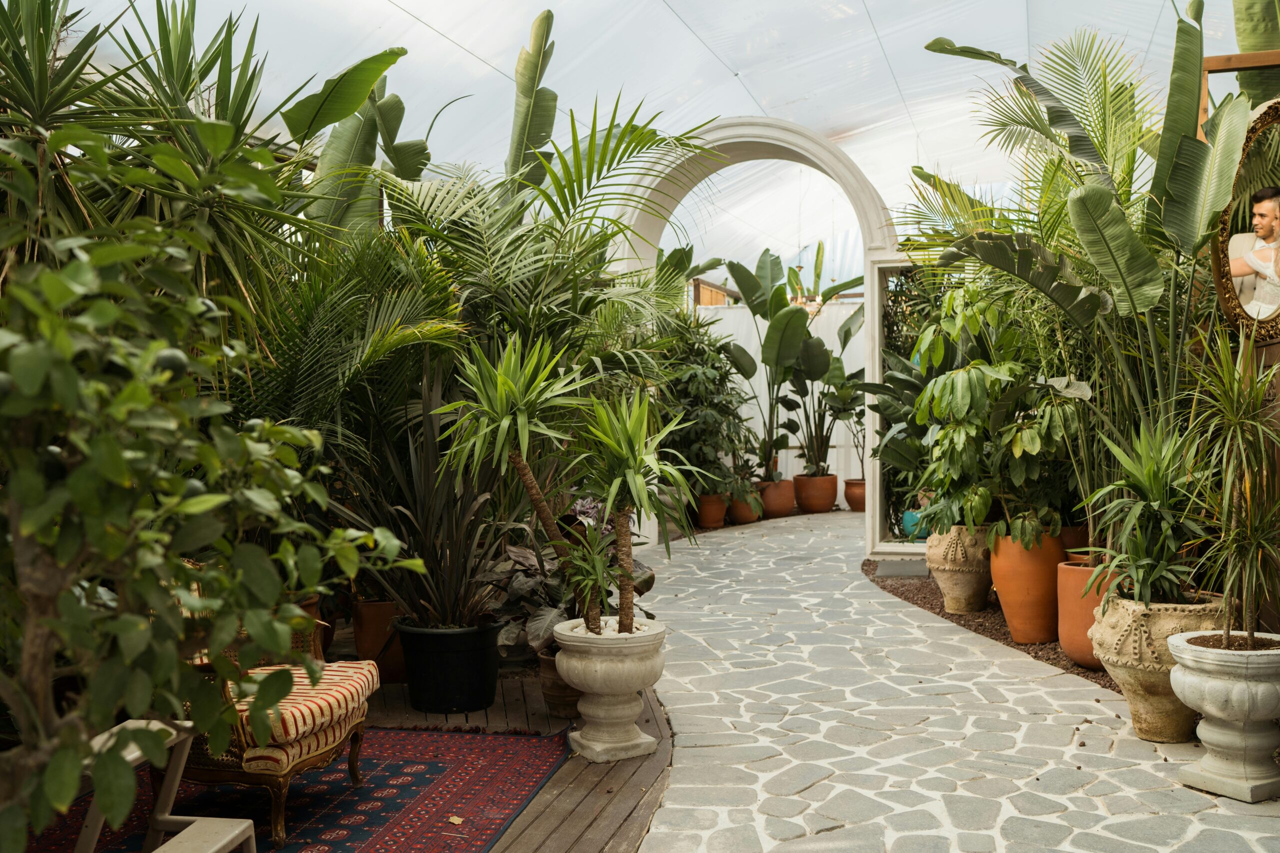 Beautiful indoor path lined with lush tropical plants in a glasshouse. Perfect for garden inspiration.